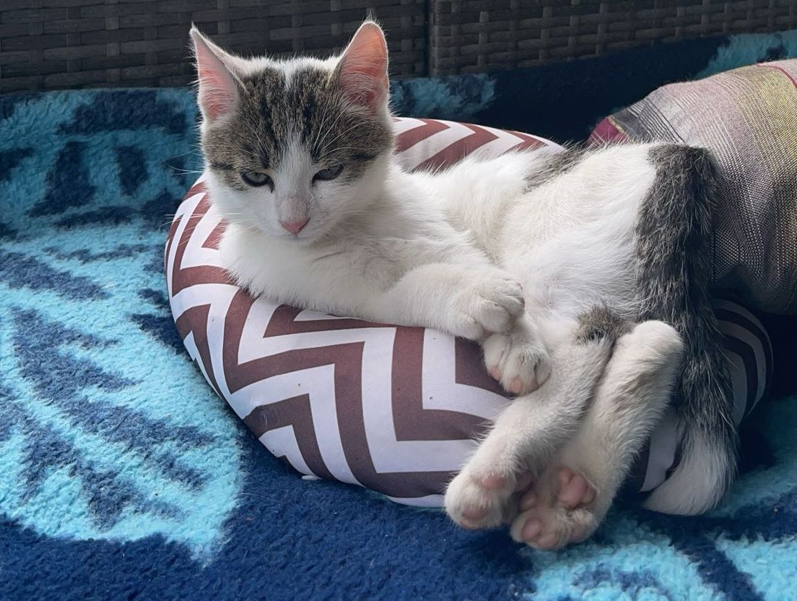 Imagine suplimentară